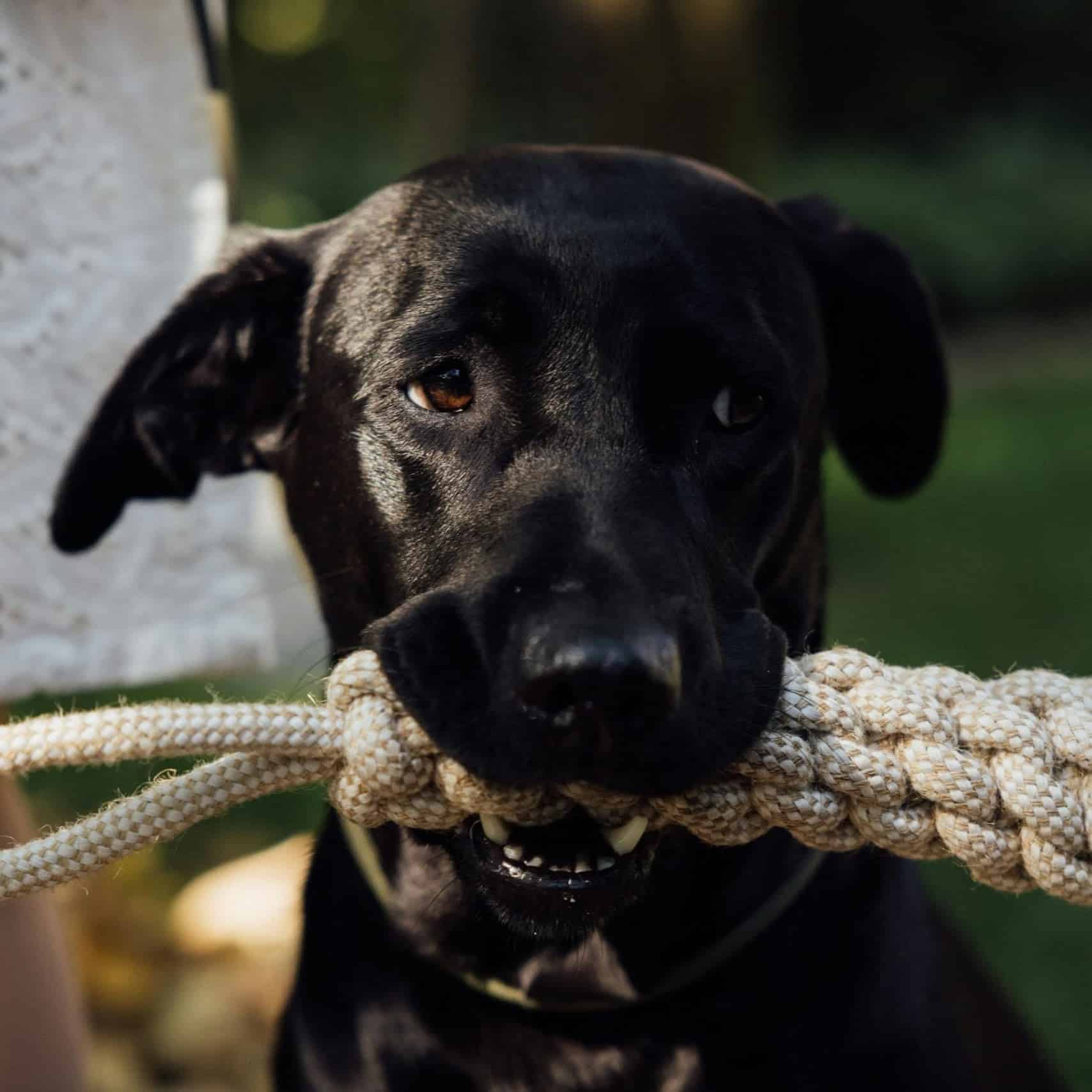 Ferienwohnung am Maximilianpark Hunde Willkommen