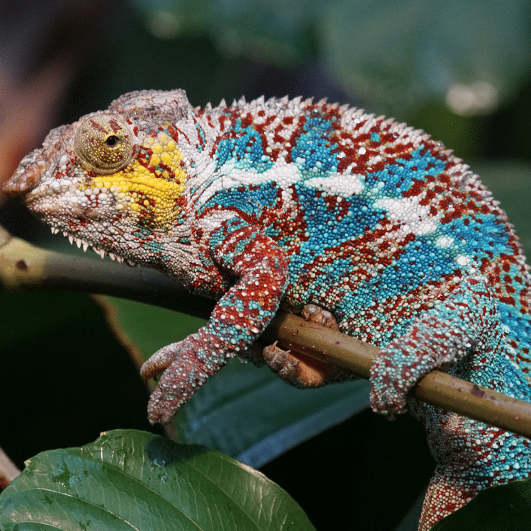 Ferienwohnung Maximilianpark Hamm - Terraristika